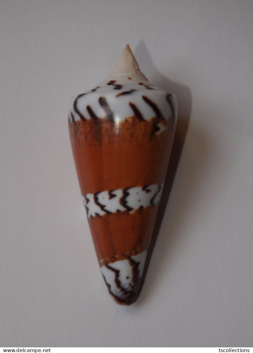 Conus Generalis - Seashells & Snail-shells