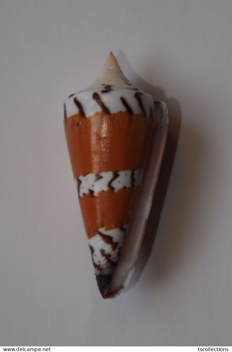 Conus Generalis - Coquillages