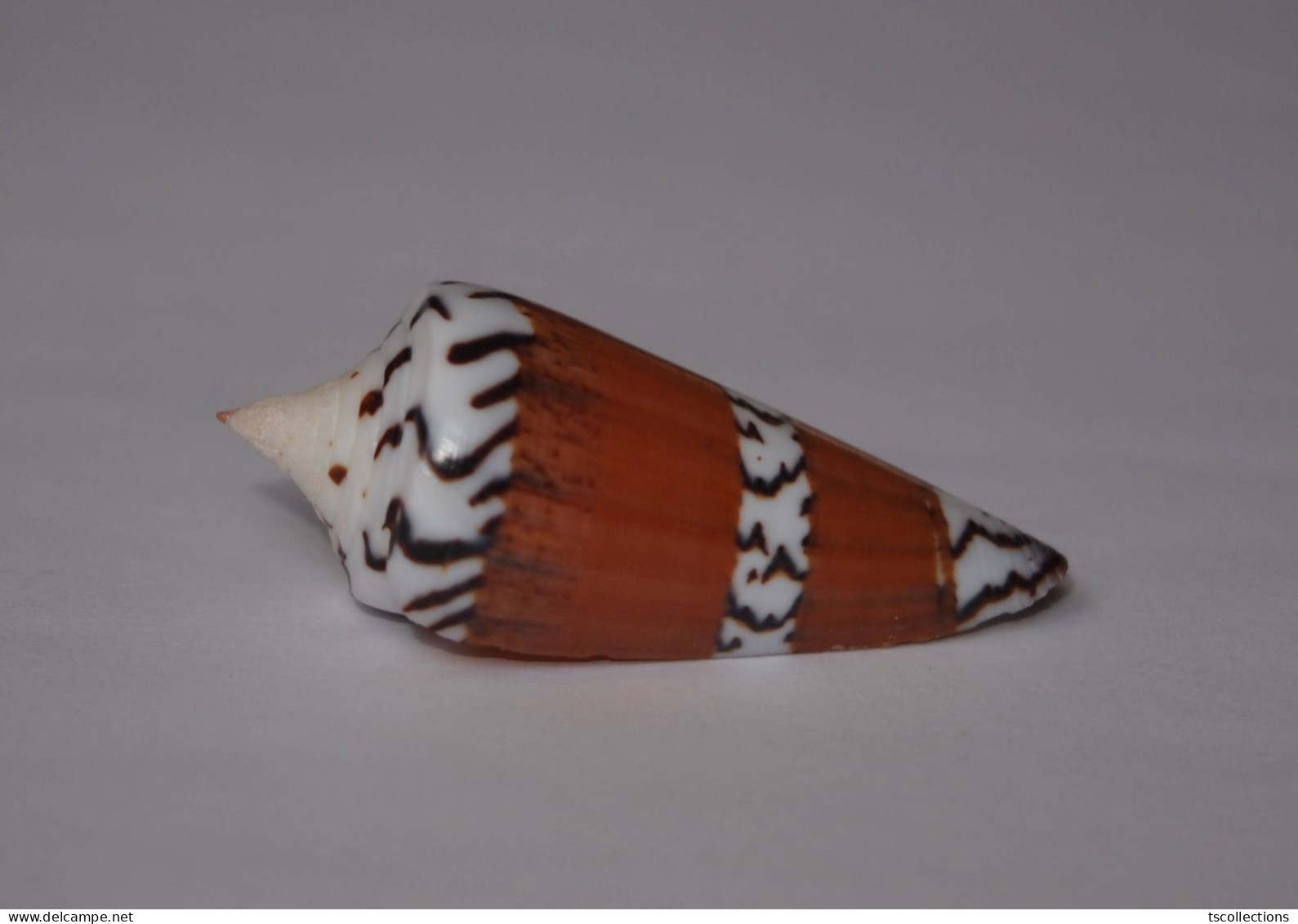 Conus Generalis - Seashells & Snail-shells