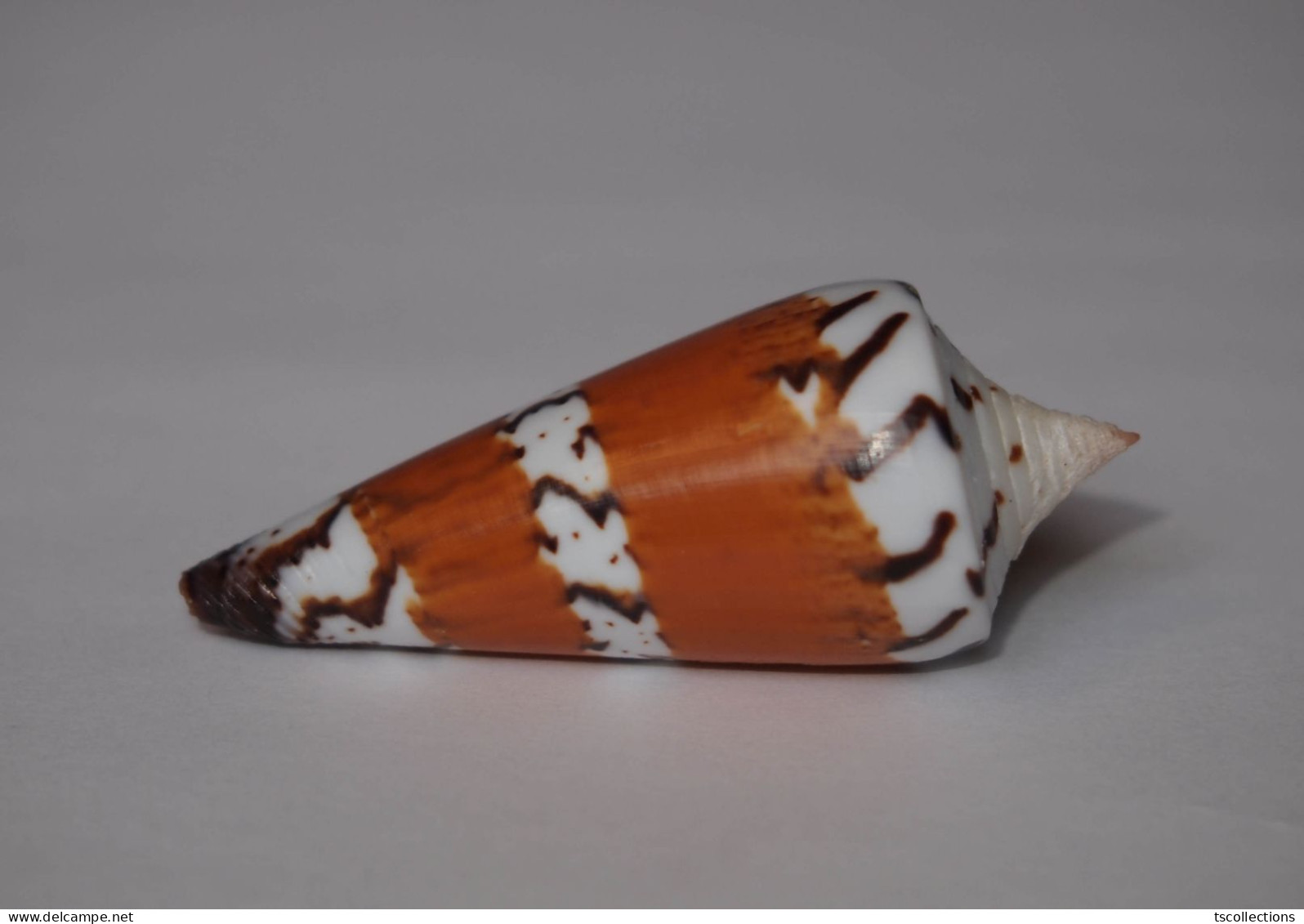 Conus Generalis - Schelpen