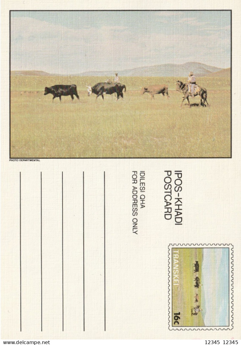 Transkei, Unused Postcard - Transkei