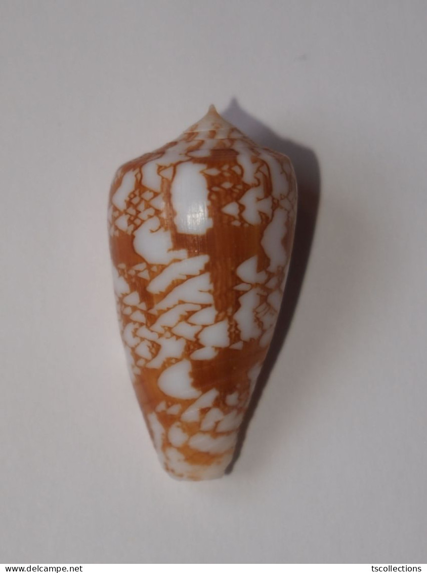 Conus Wittigi - Coquillages