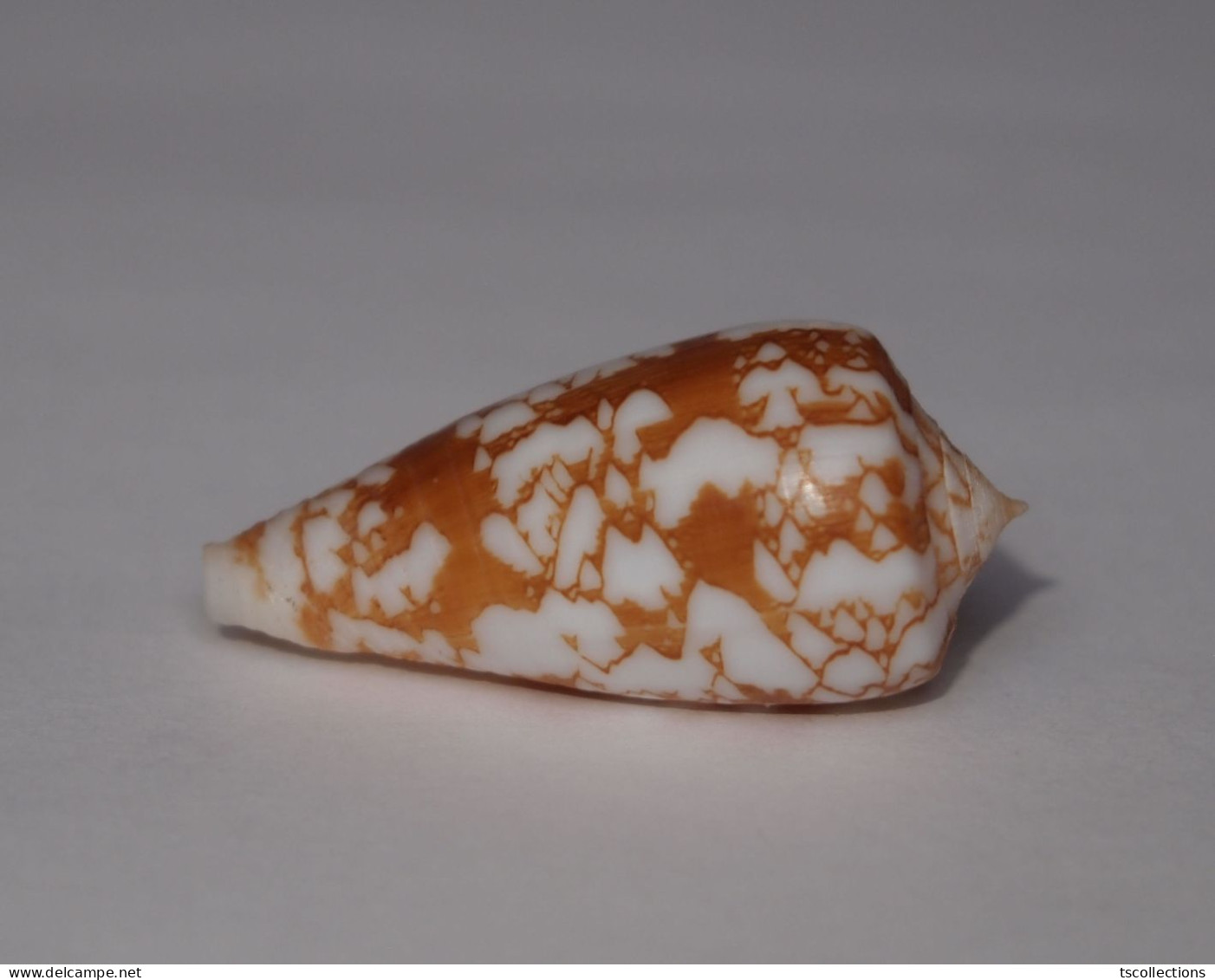 Conus Wittigi - Seashells & Snail-shells