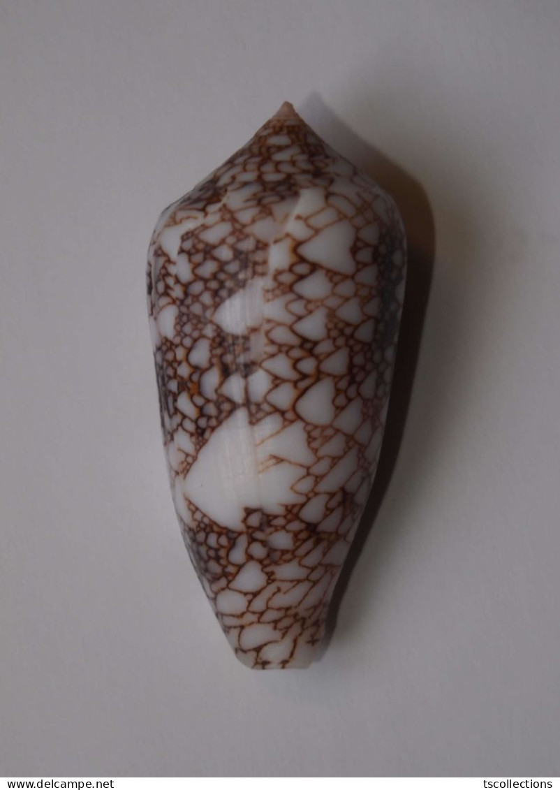 Conus Canonicus - Coquillages