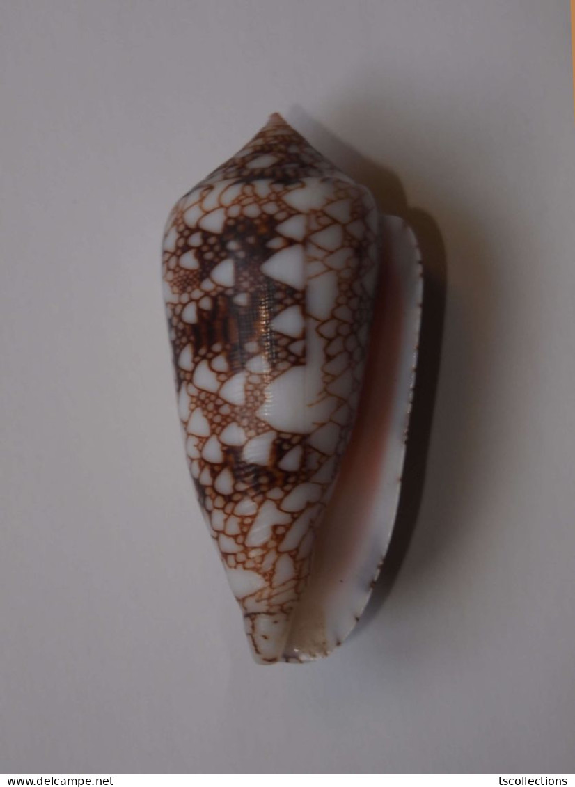 Conus Canonicus - Coquillages