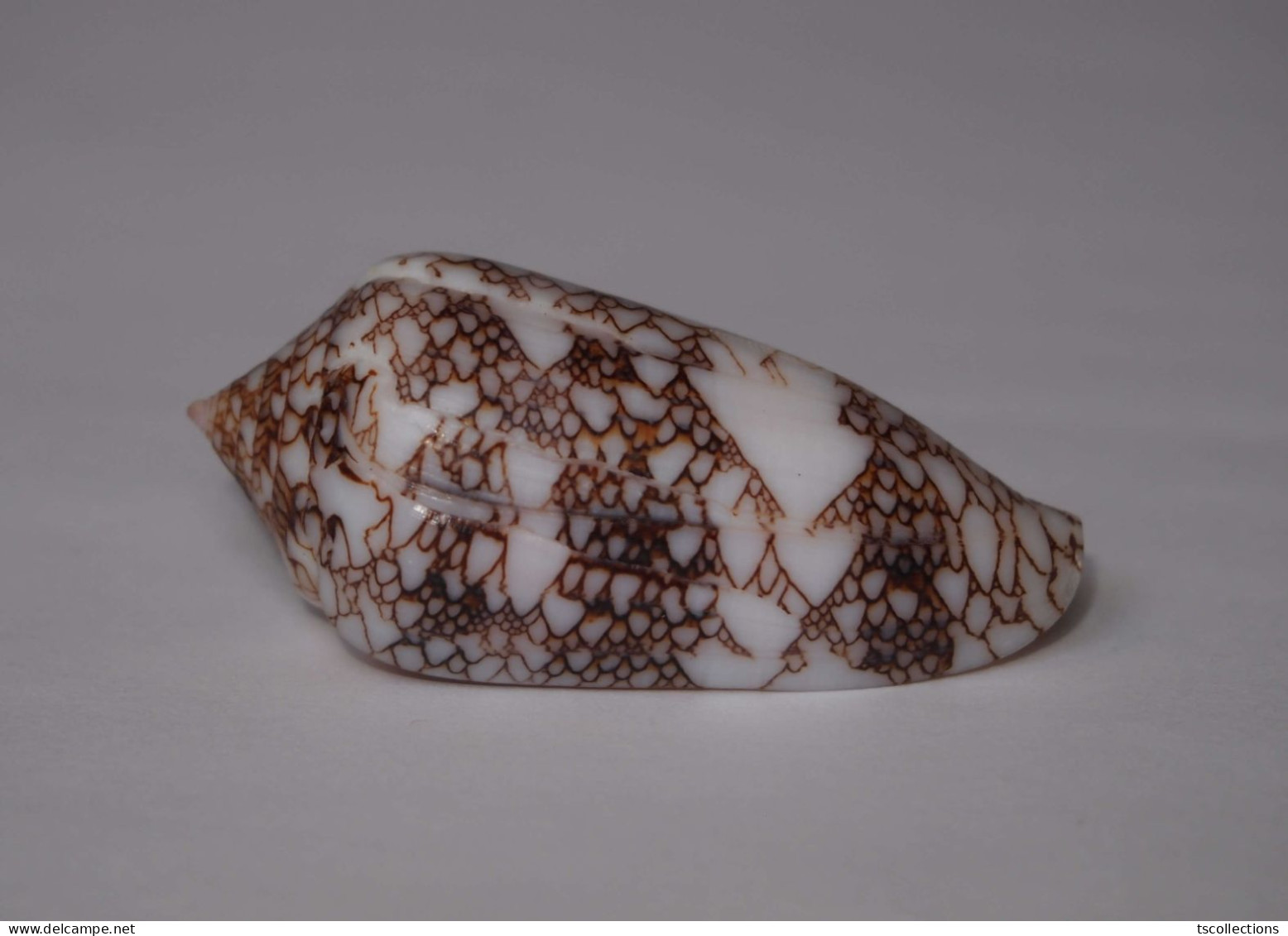 Conus Canonicus - Seashells & Snail-shells
