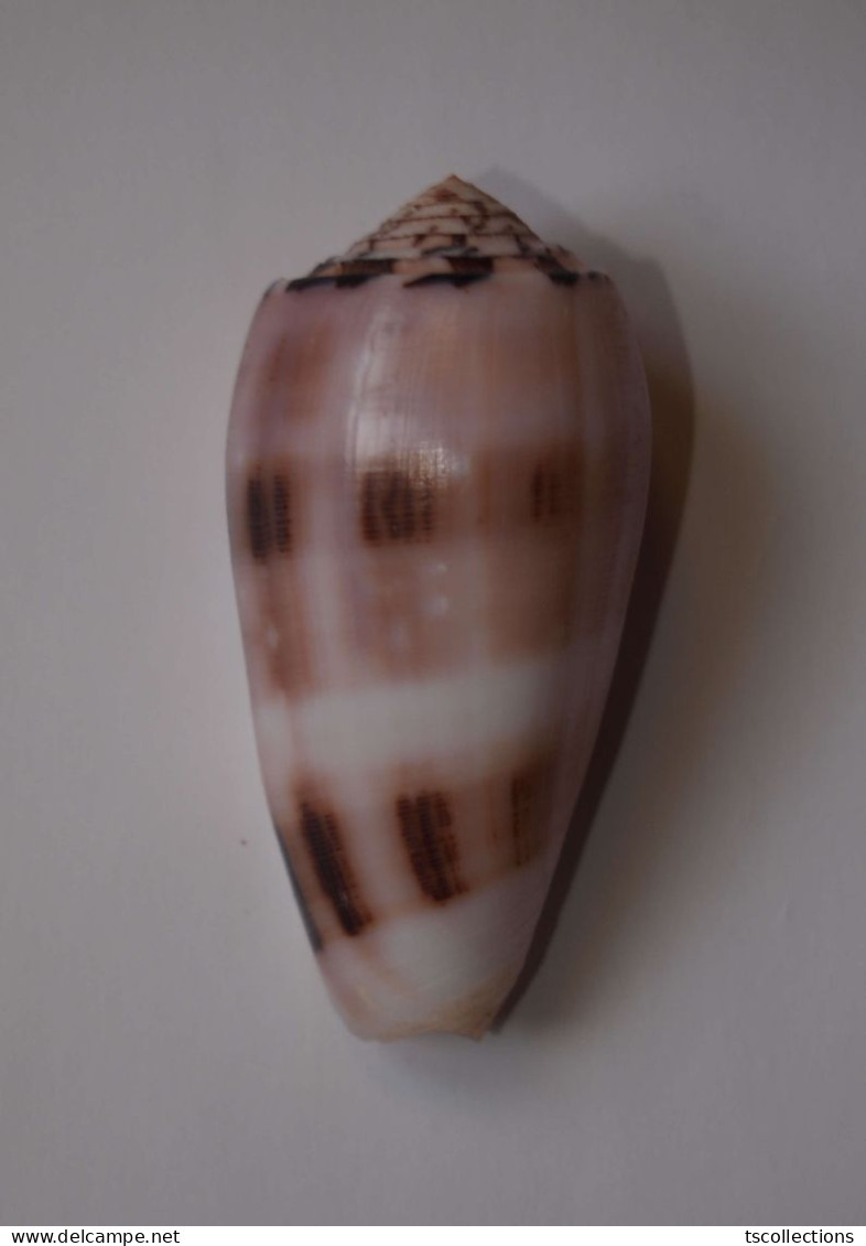 Conus Chusaki - Conchas Y Caracoles