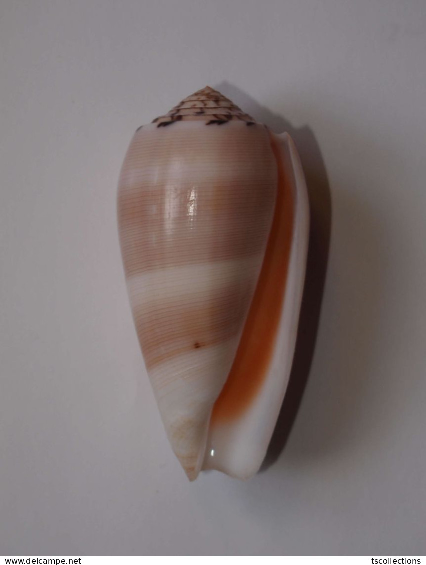 Conus Chusaki - Seashells & Snail-shells