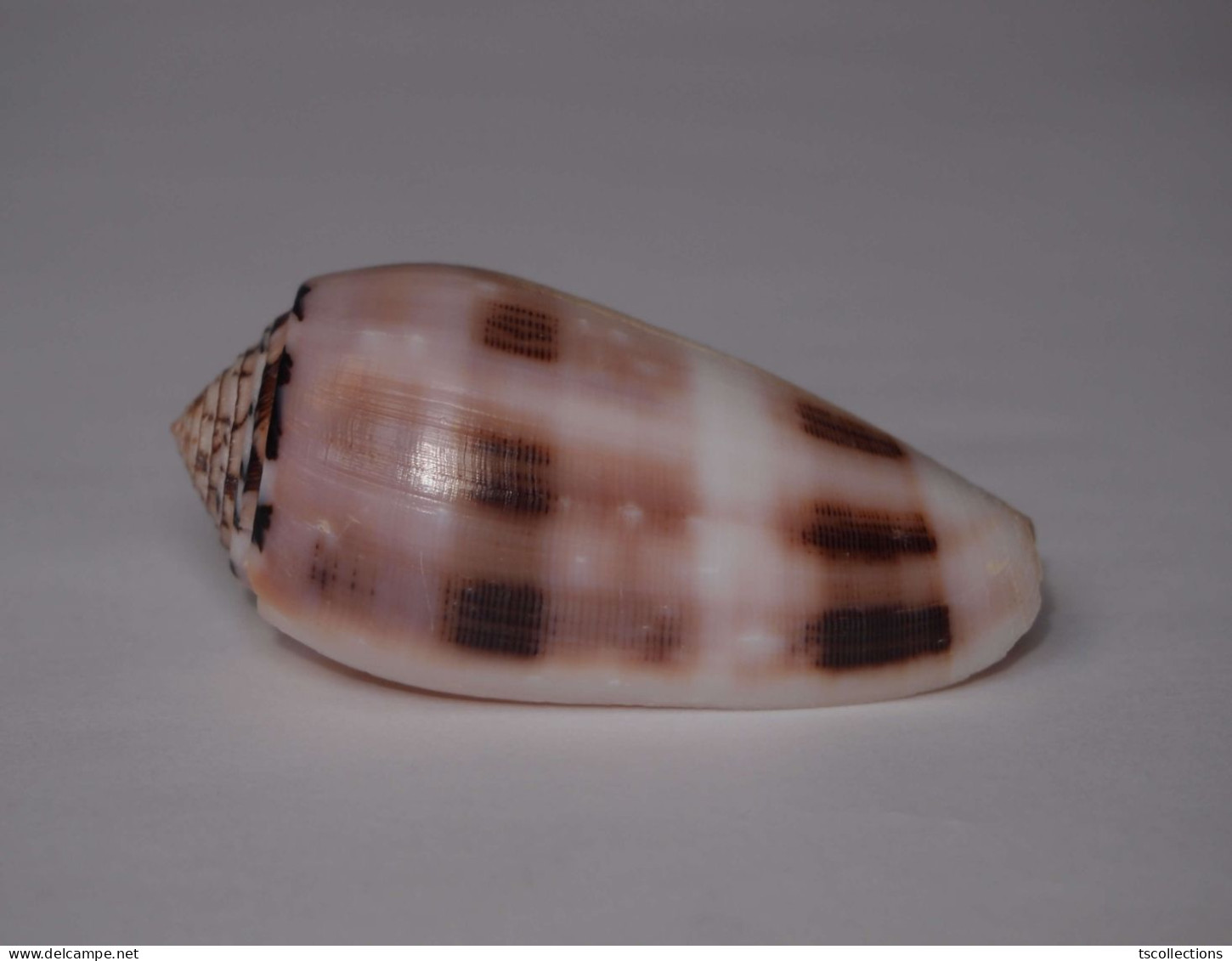 Conus Chusaki - Seashells & Snail-shells