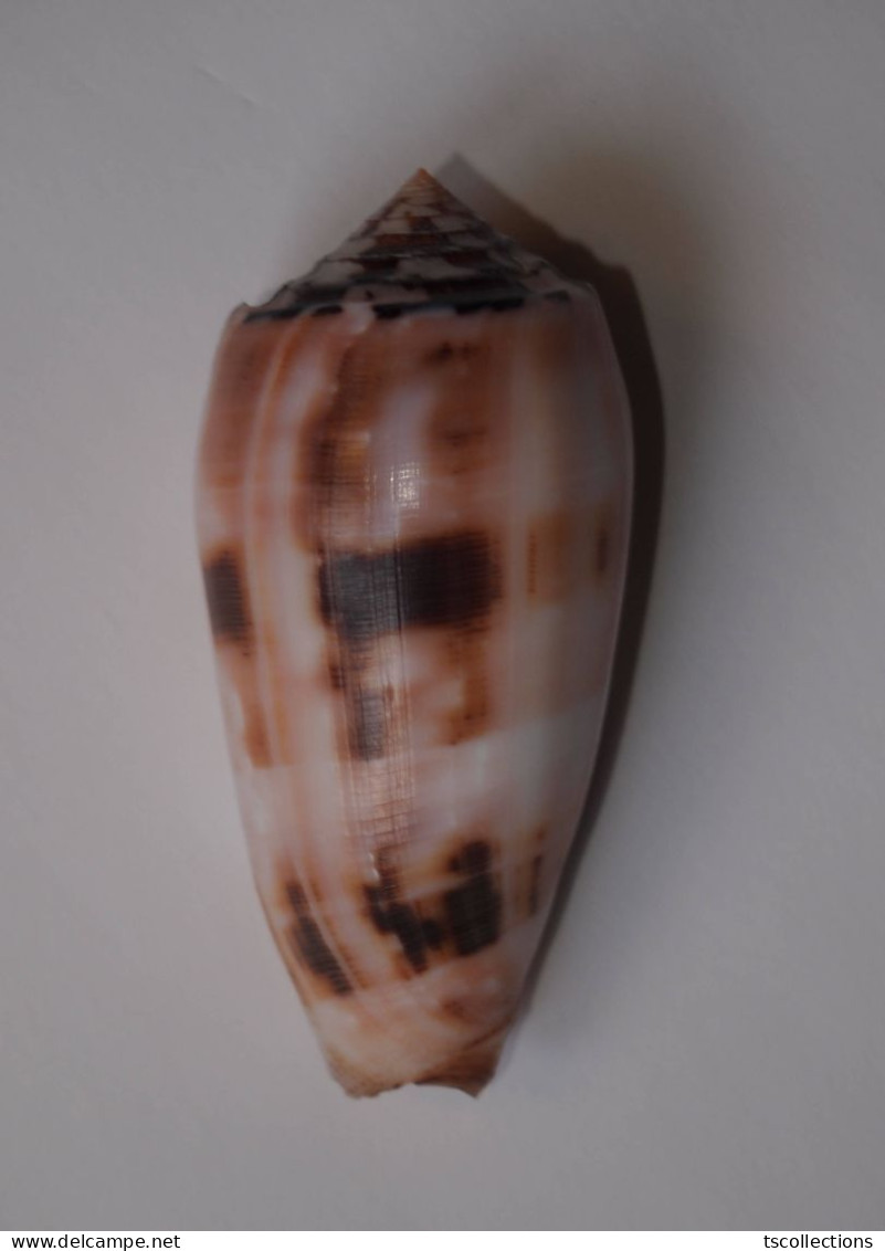 Conus Chusaki - Seashells & Snail-shells