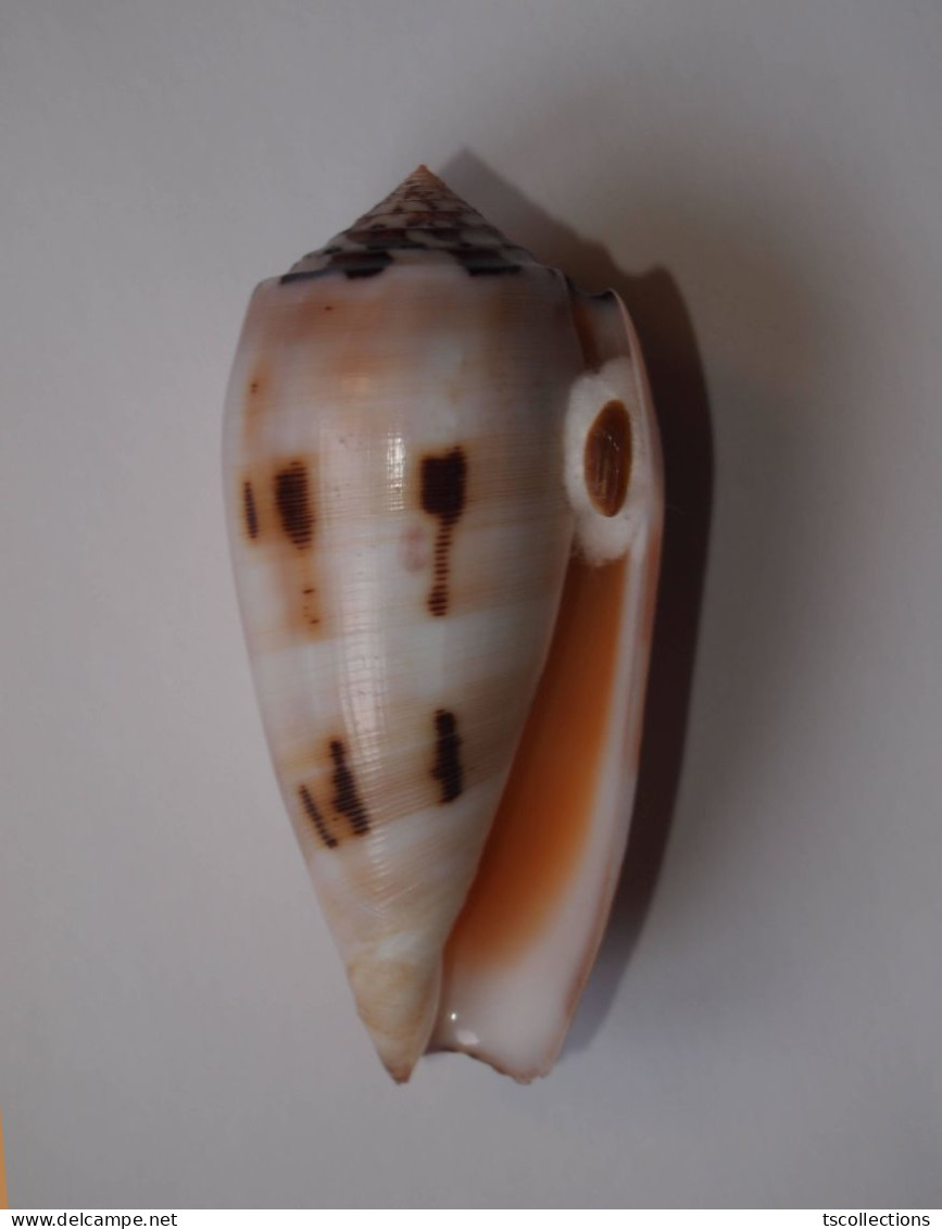 Conus Chusaki - Coquillages