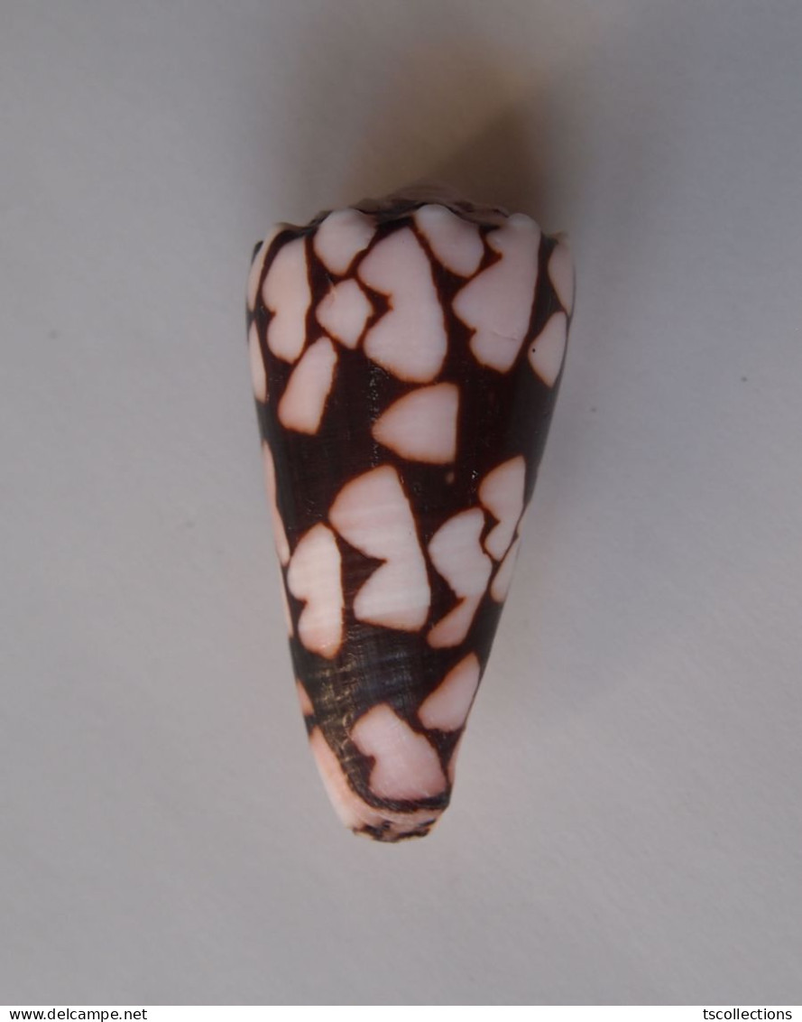 Conus Bandanus - Coquillages