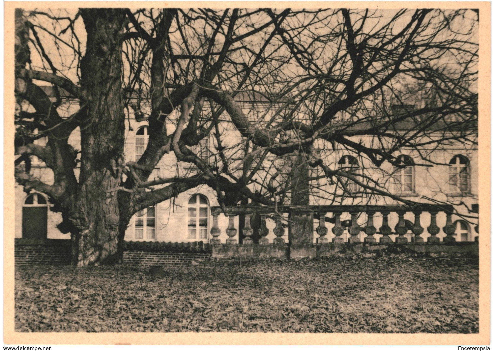 CPA Carte Postale Belgique Mariemont  Marronnier Séculaire En Bordure Du Parc  VM76631 - Morlanwelz