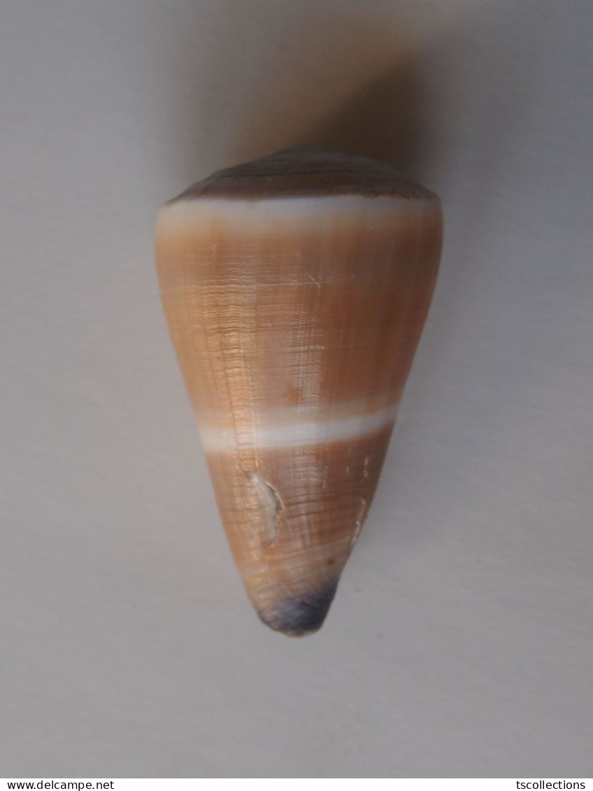 Conus Flavidus - Seashells & Snail-shells