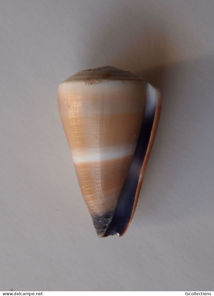 Conus Flavidus - Coquillages