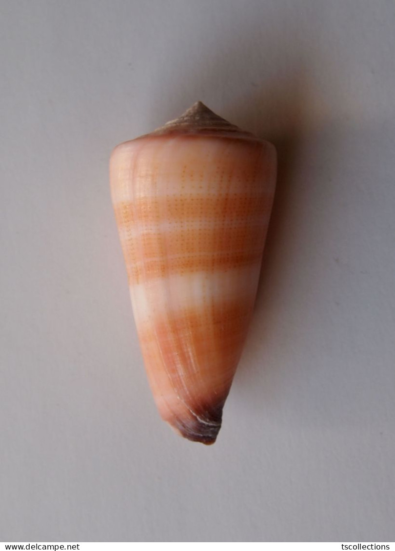 Conus Furvus - Seashells & Snail-shells