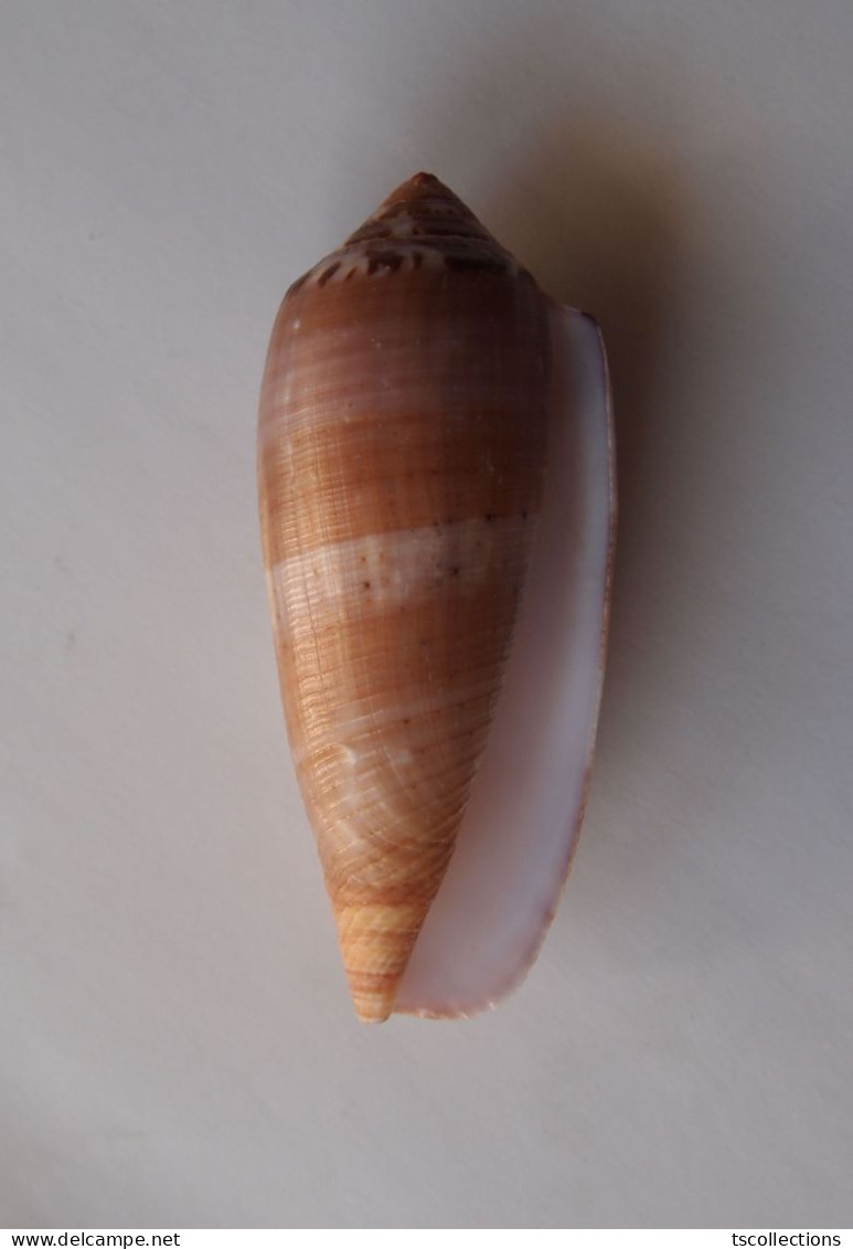 Conus Circumcisus - Seashells & Snail-shells