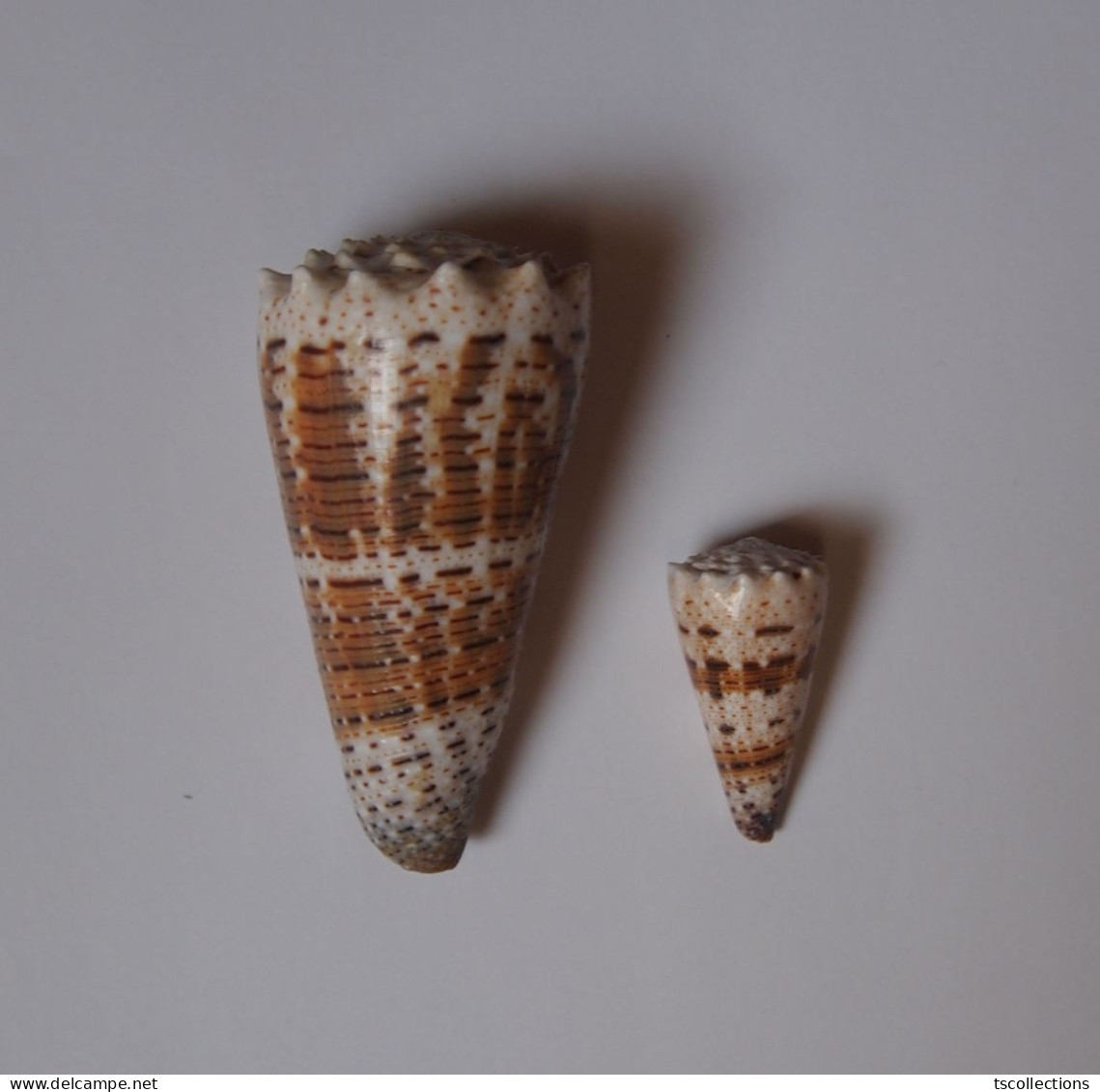 Conus Imperialis - Seashells & Snail-shells