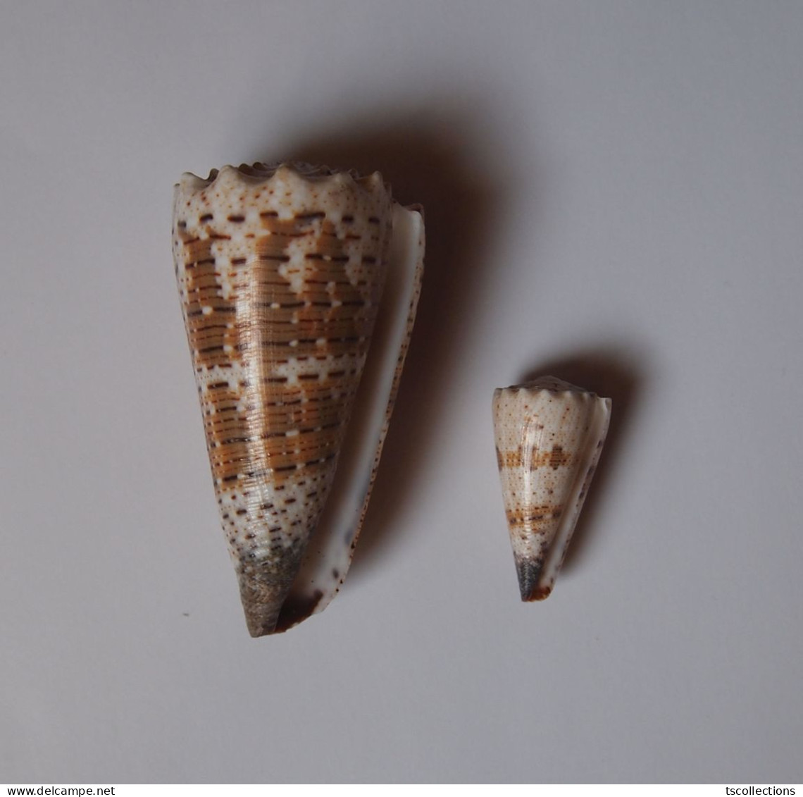 Conus Imperialis - Seashells & Snail-shells