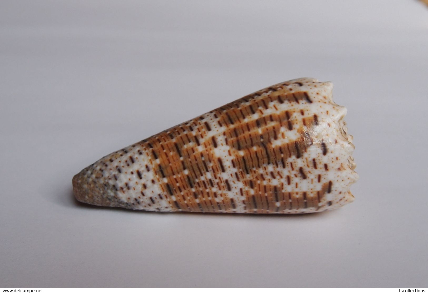 Conus Imperialis - Seashells & Snail-shells