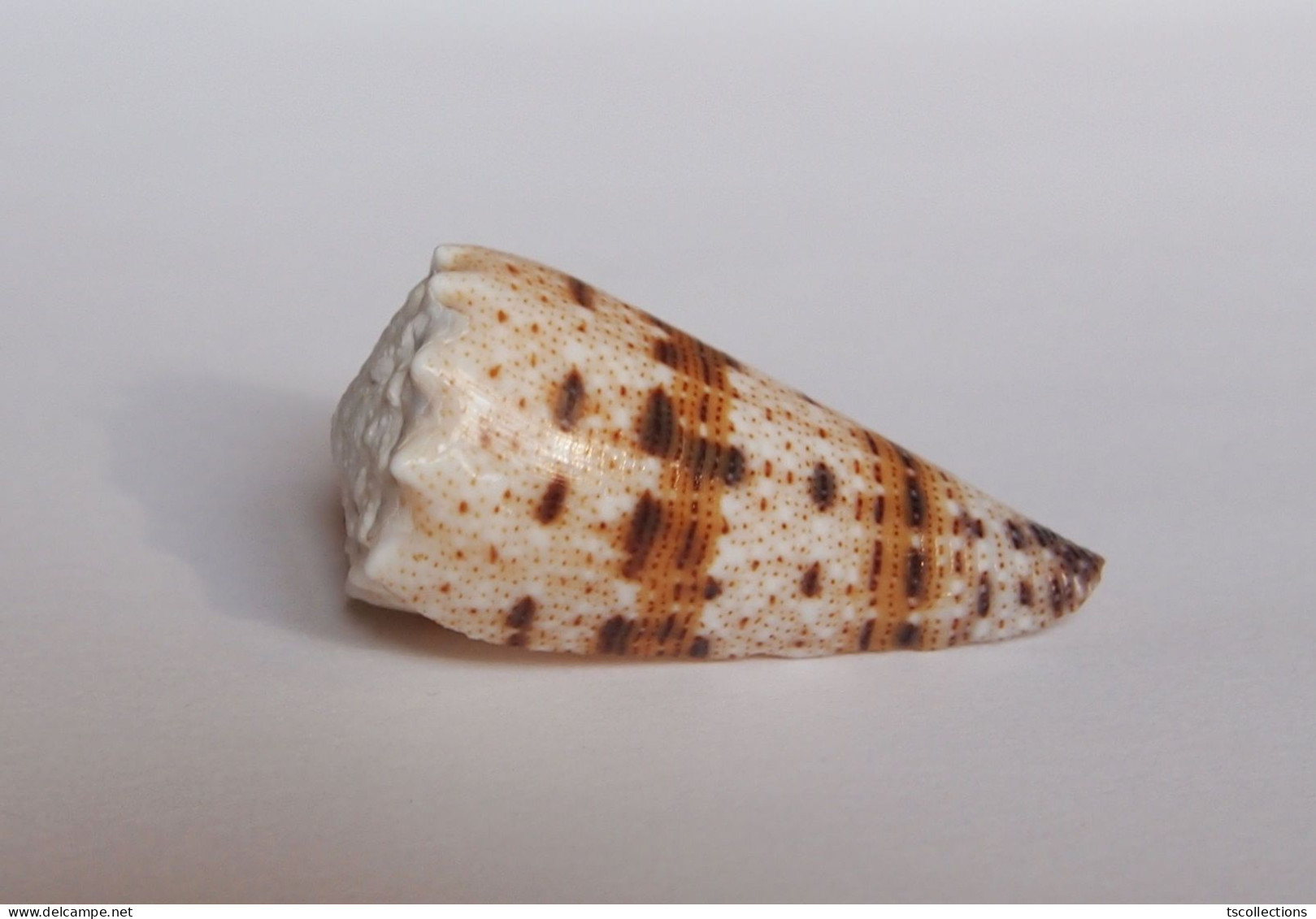 Conus Imperialis - Schelpen