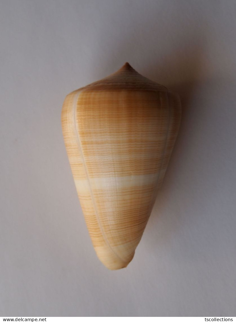 Conus Quercinus - Coquillages