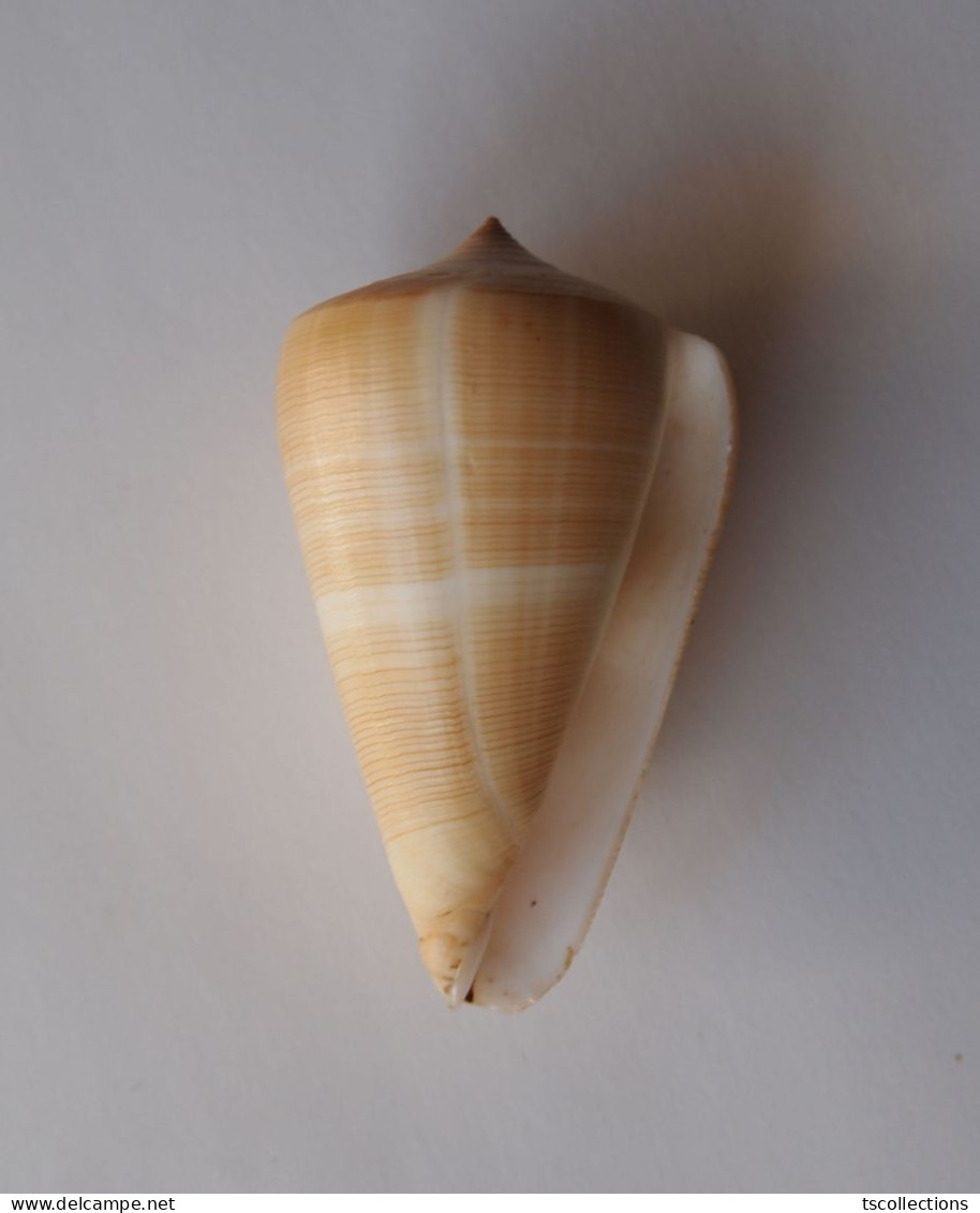 Conus Quercinus - Conchas Y Caracoles