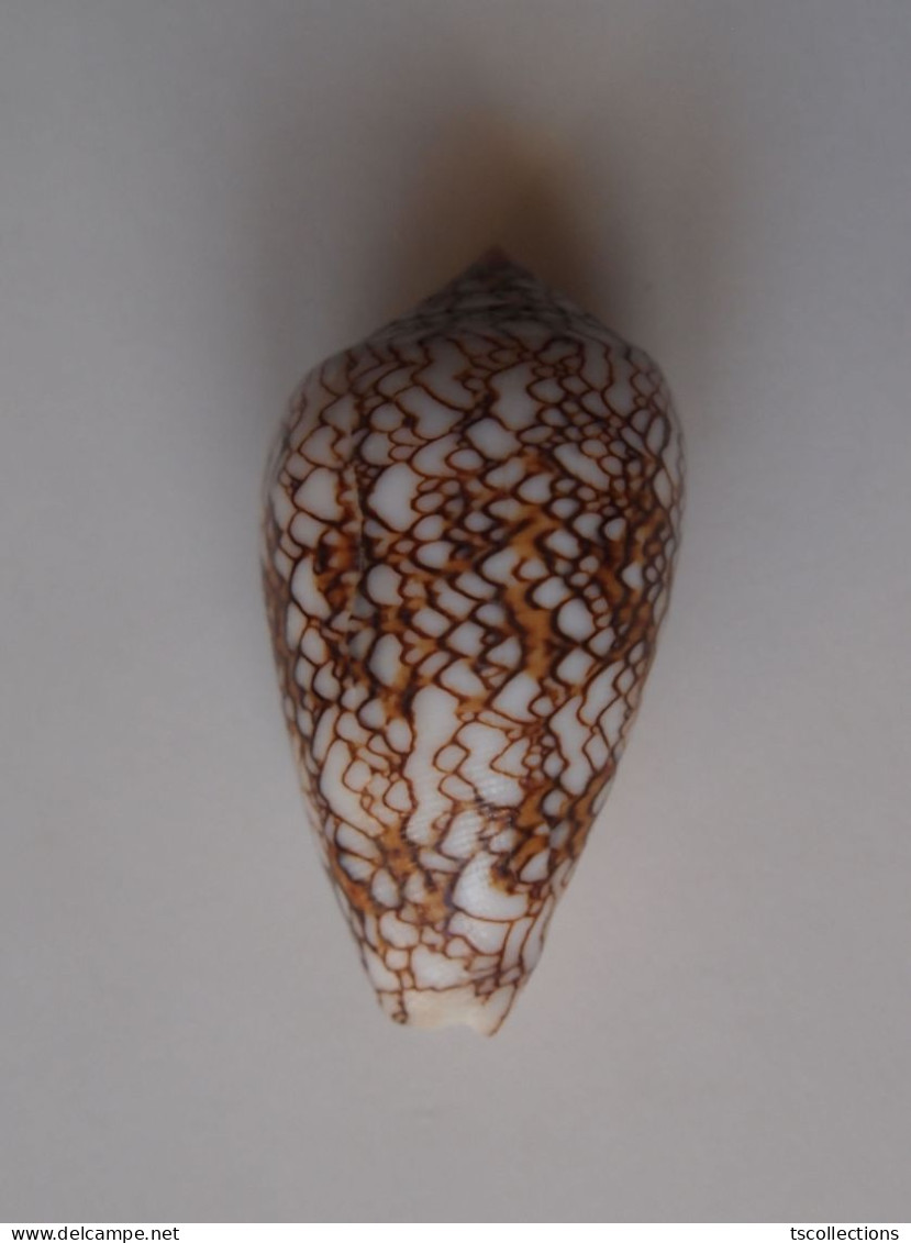 Conus Pyramidalis - Coquillages