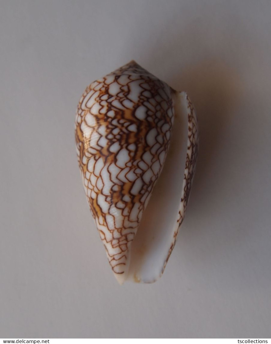 Conus Pyramidalis - Seashells & Snail-shells