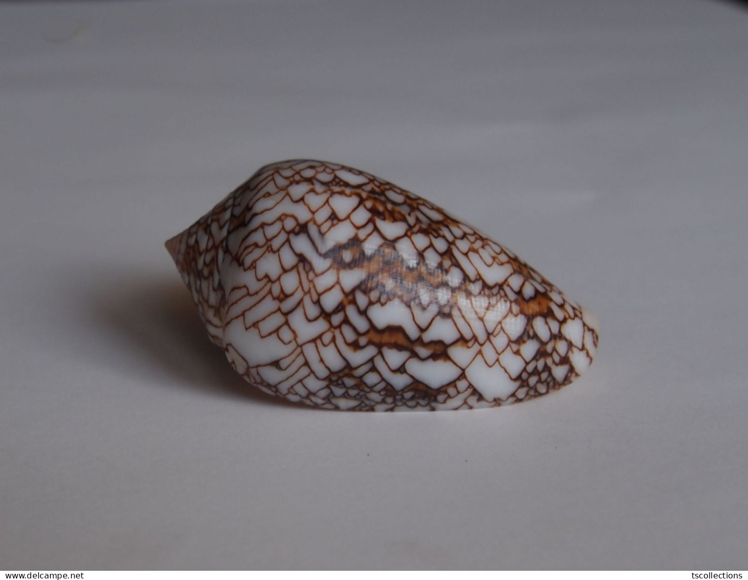 Conus Pyramidalis - Seashells & Snail-shells