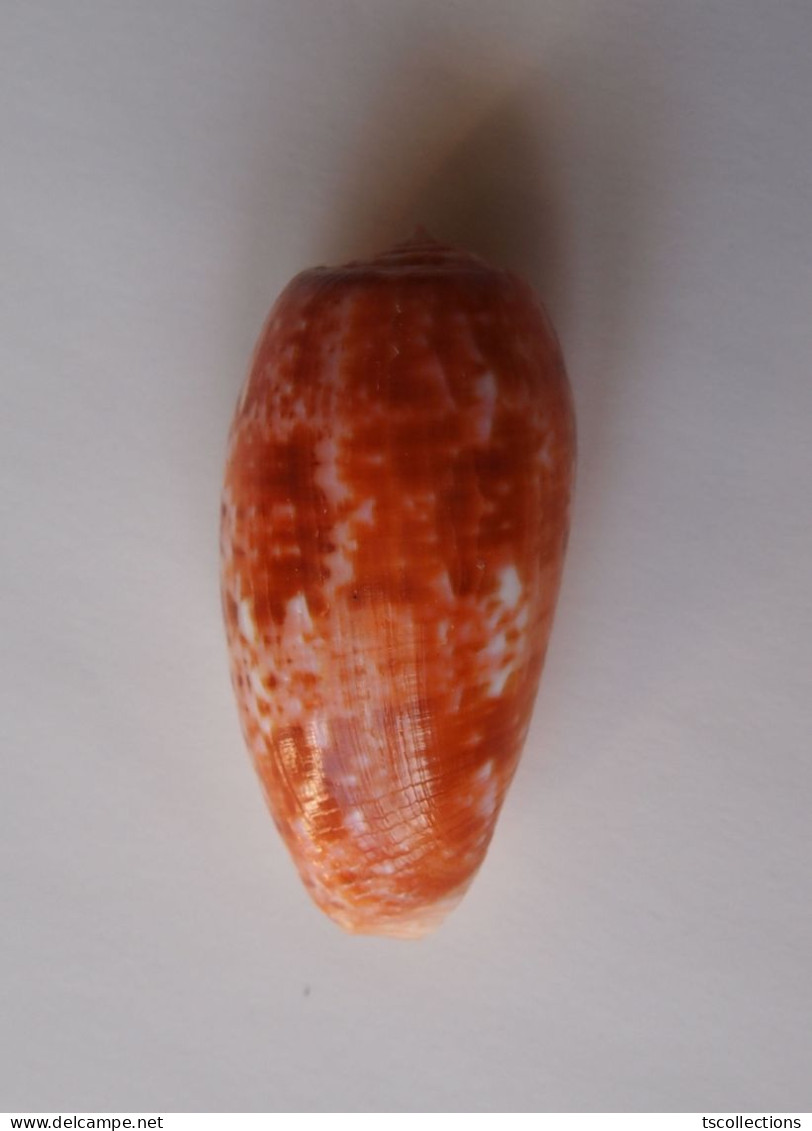 Conus Bullatus - Seashells & Snail-shells