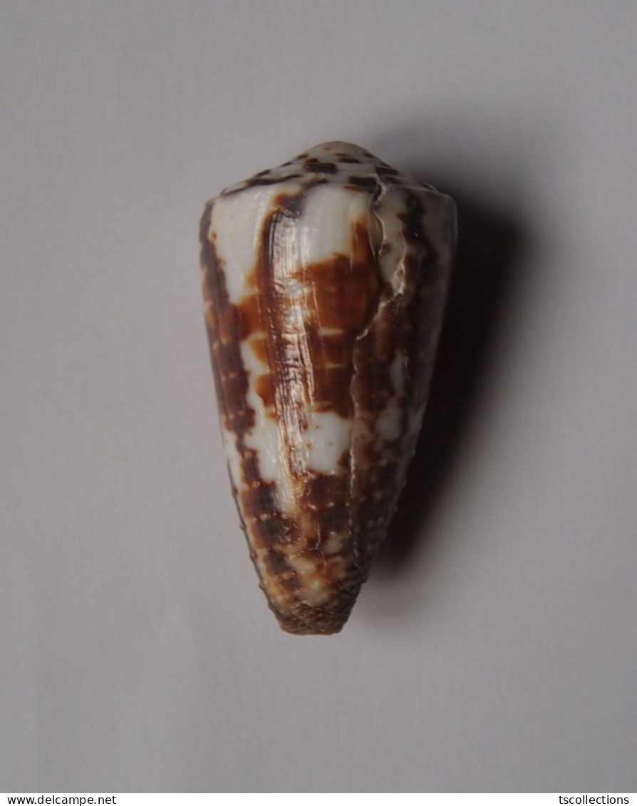 Conus Vitulinus - Coquillages