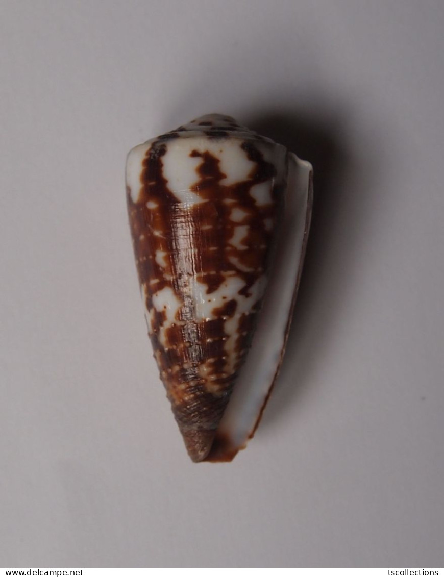 Conus Vitulinus - Seashells & Snail-shells