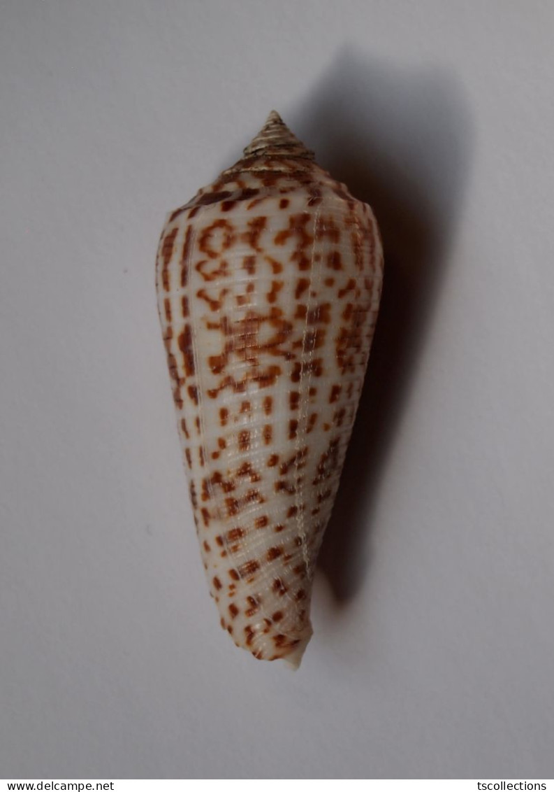 Conus Laterculatus - Coquillages