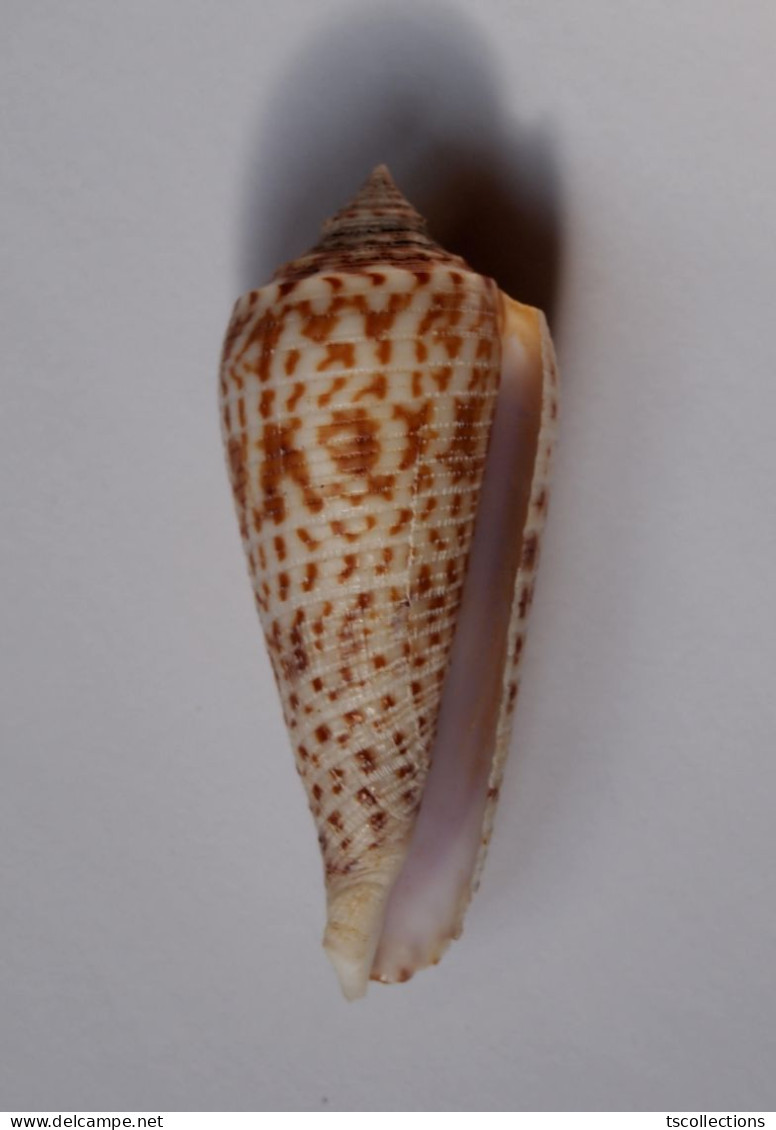 Conus Laterculatus - Conchas Y Caracoles