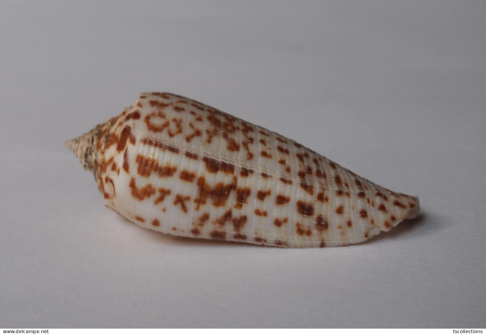 Conus Laterculatus - Coquillages