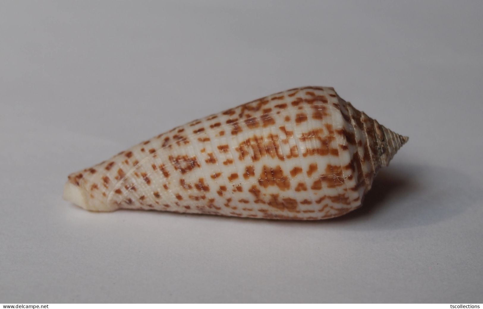 Conus Laterculatus - Conchas Y Caracoles