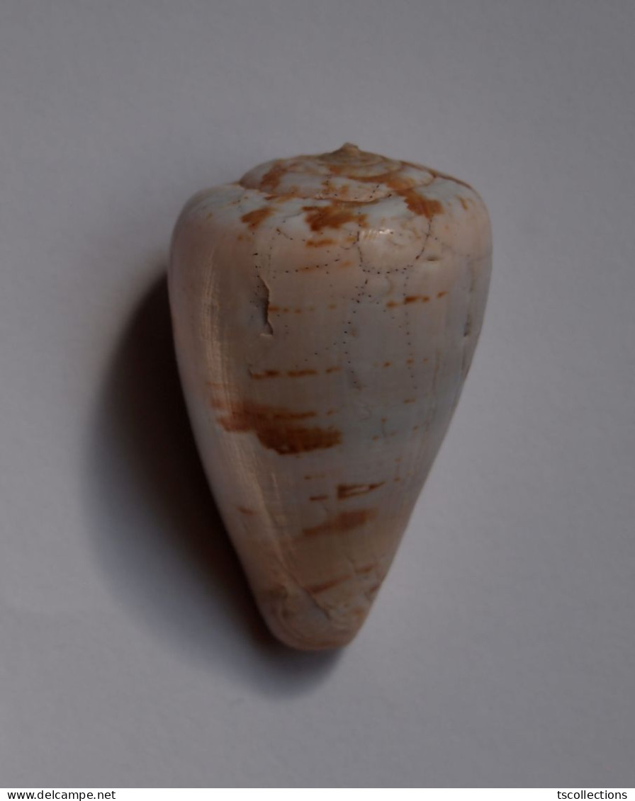 Conus Papilliferus - Schelpen