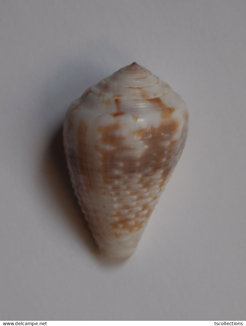 Conus Catus - Seashells & Snail-shells