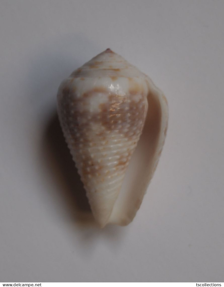 Conus Catus - Seashells & Snail-shells