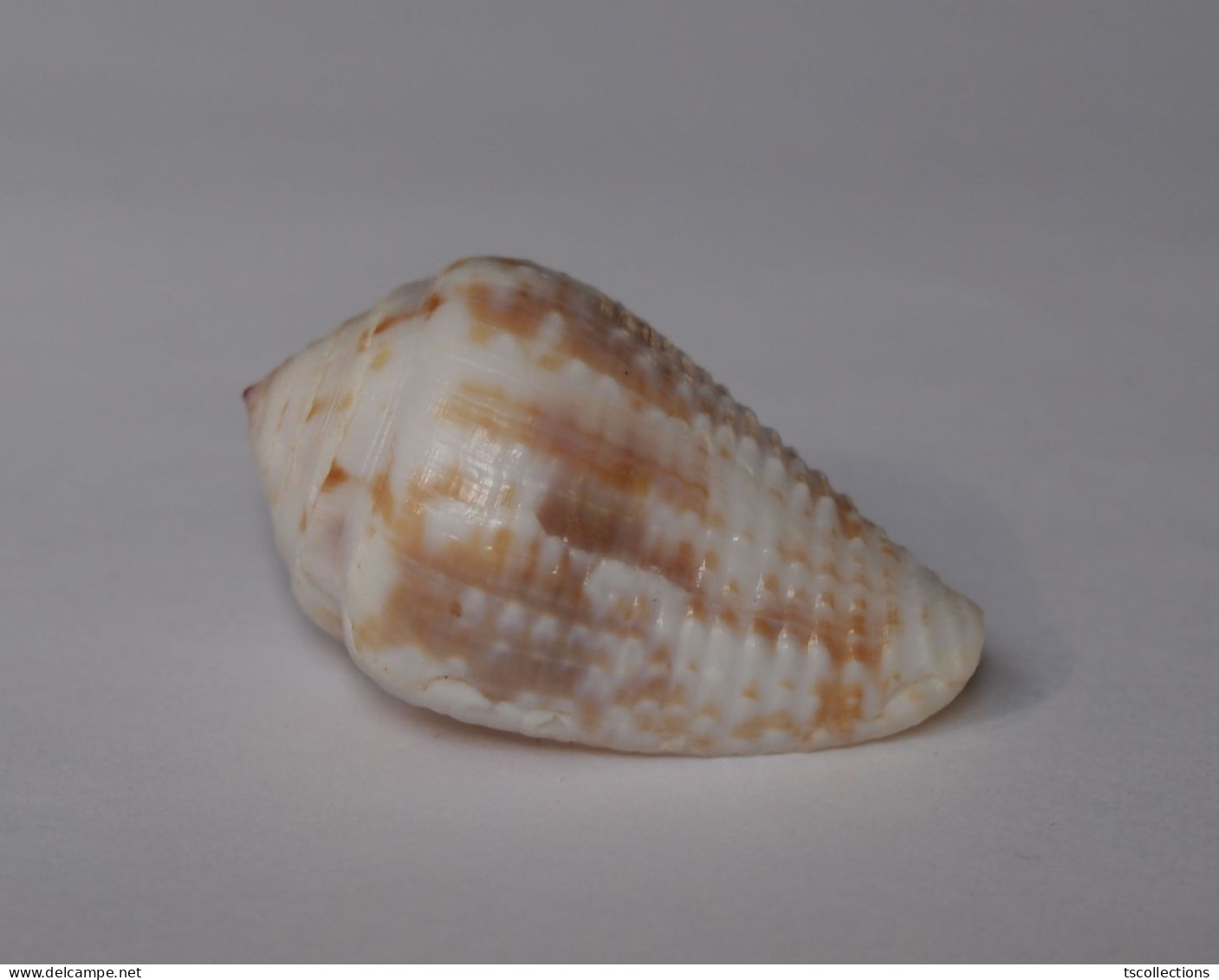 Conus Catus - Coquillages