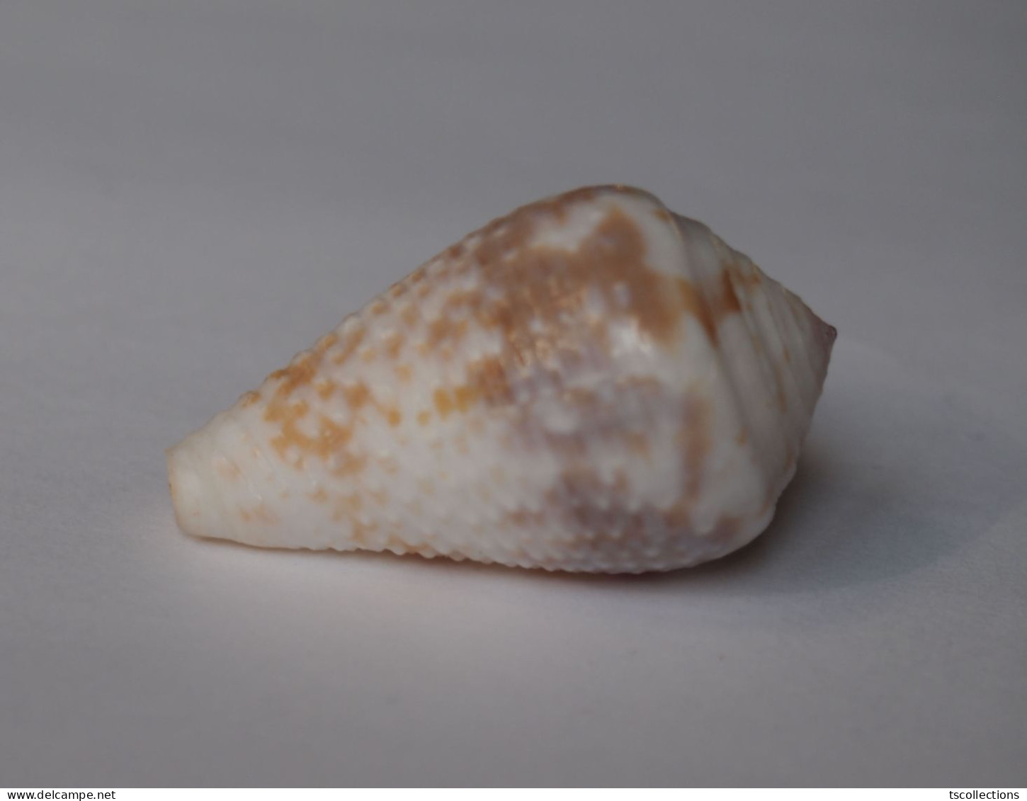 Conus Catus - Seashells & Snail-shells