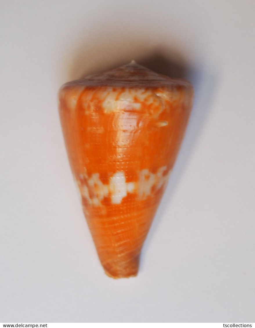 Conus Capitaneus - Coquillages