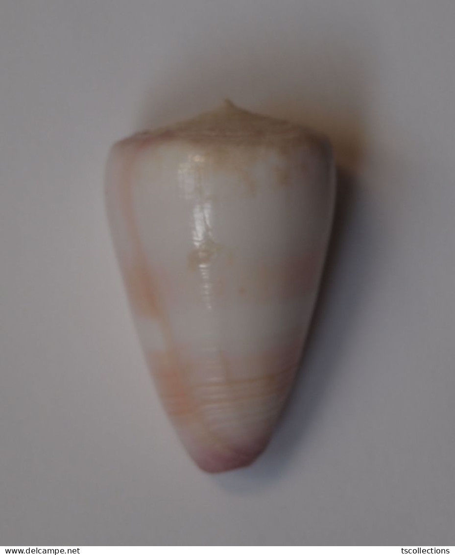 Conus Suturatus - Conchas Y Caracoles