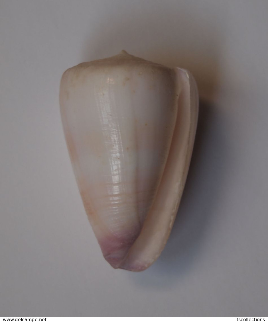 Conus Suturatus - Conchiglie