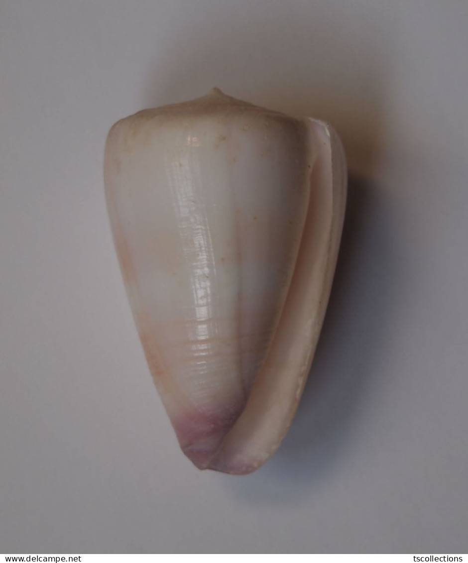 Conus Suturatus - Conchas Y Caracoles