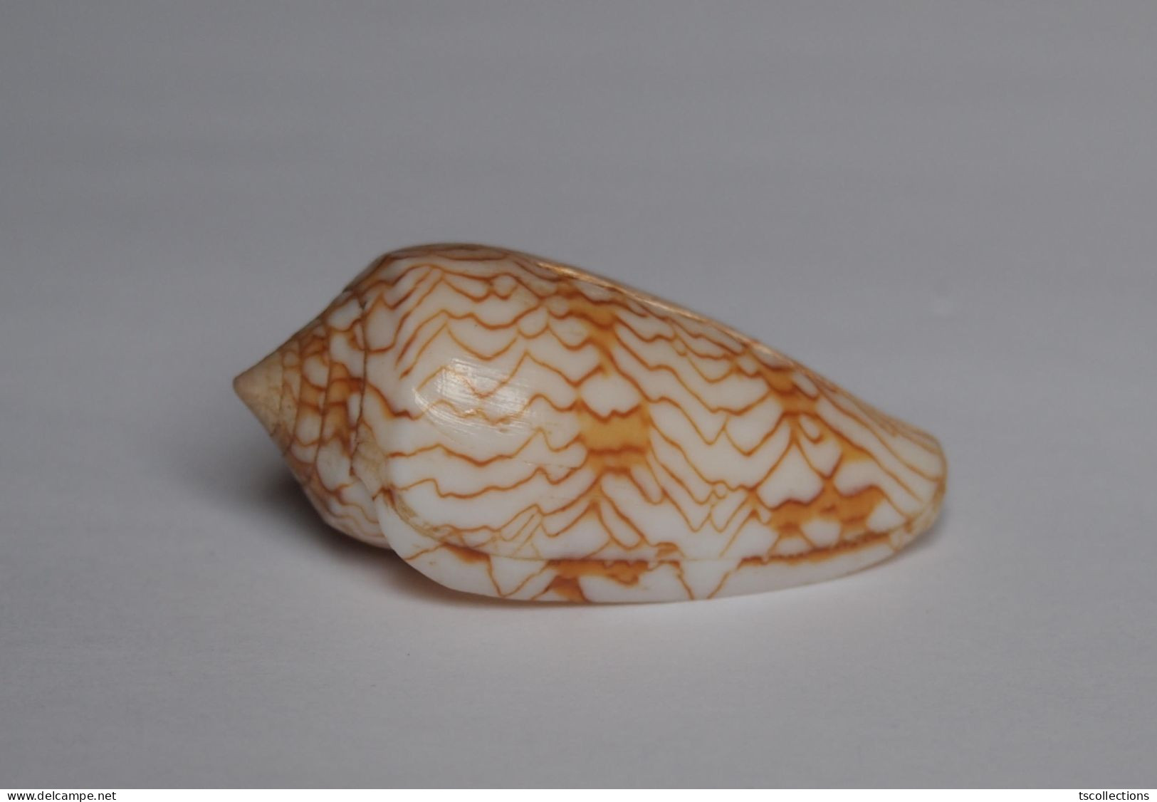 Conus Scriptus - Seashells & Snail-shells