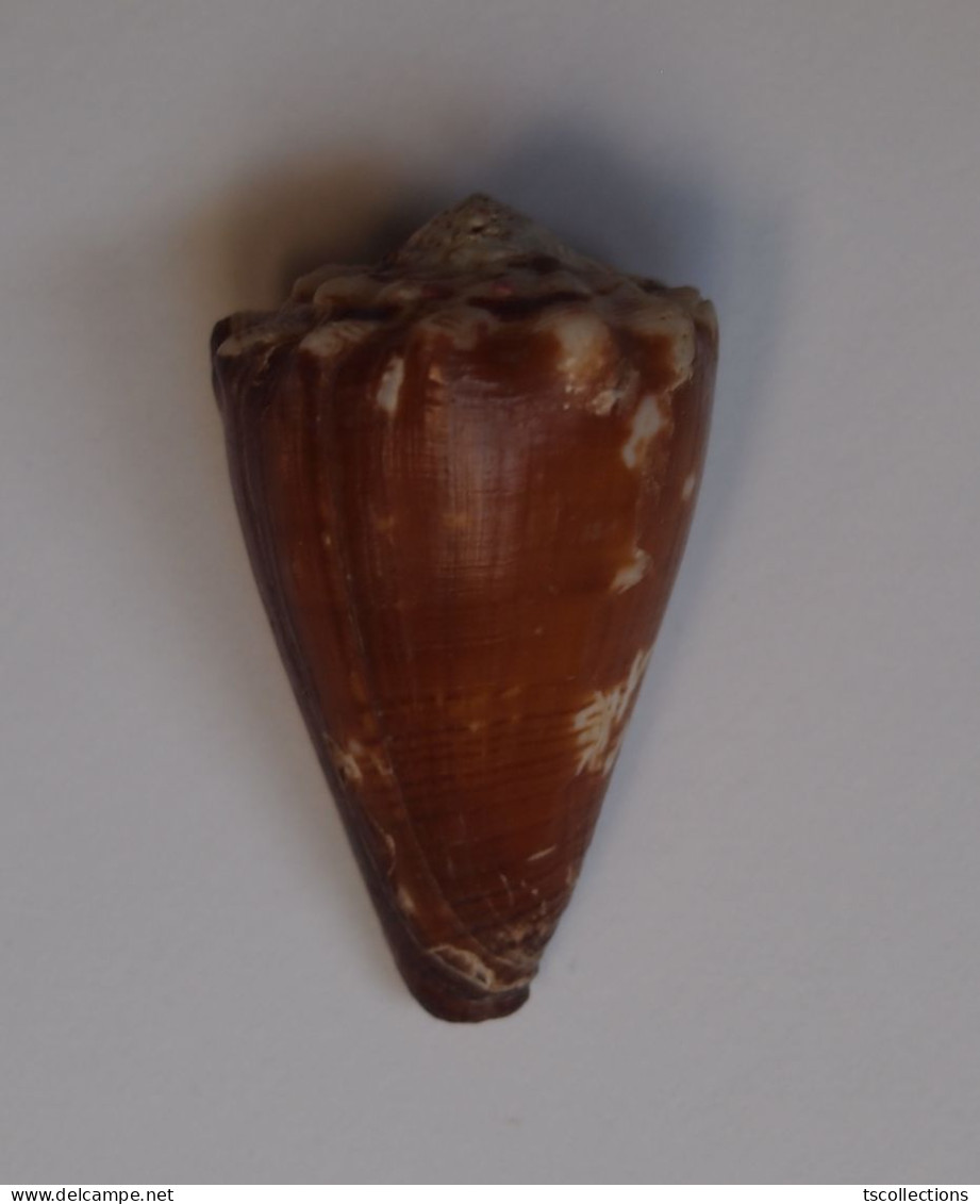 Conus Brunneus - Coquillages