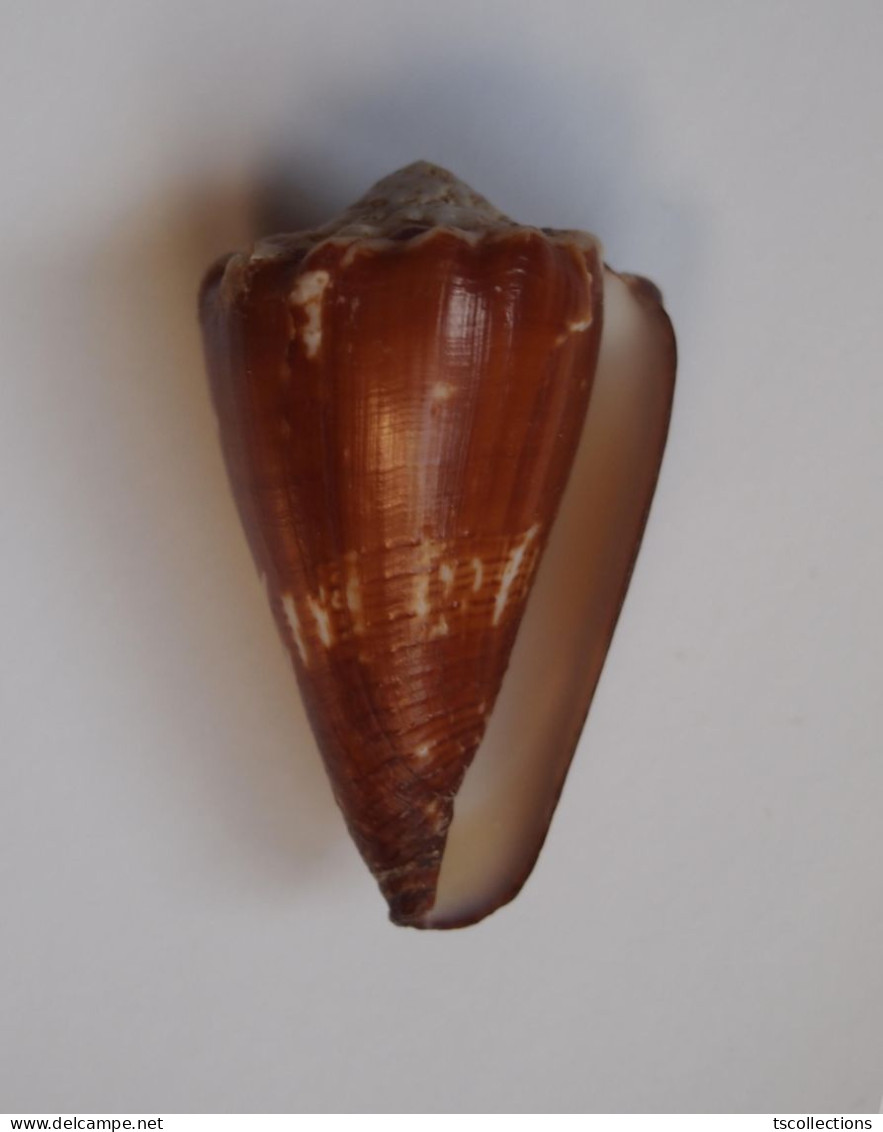 Conus Brunneus - Coquillages