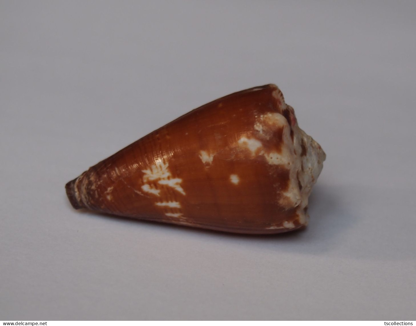 Conus Brunneus - Seashells & Snail-shells